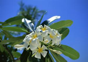 家族で楽しむ！石垣島アクティビティ完全ガイド – 安全で初心者向けのおすすめプランを紹介